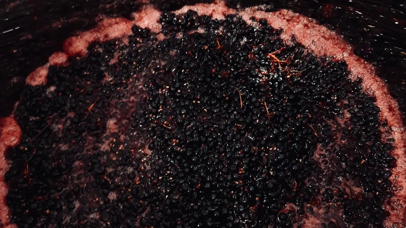 Des raisins rouges foulés en pleine fermentation, avec de l’écume rose sur le pourtour de la cuve